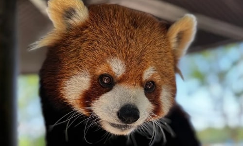 Red Panda